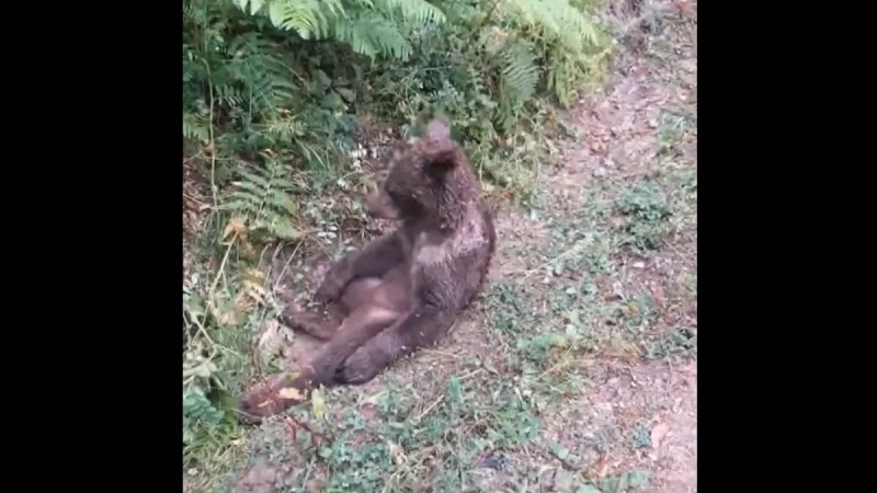 Απίστευτο βίντεο με «μεθυσμένο» αρκουδάκι: Έφαγε κατά λάθος παραισθησιογόνο μέλι - Παραπατούσε και έβγαζε ασυνήθιστους ήχους!