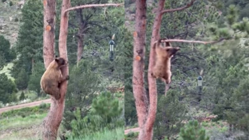 Τρελό γέλιο: Αρκούδα κάνει ακροβατικά για μια… ταΐστρα πουλιών (video)