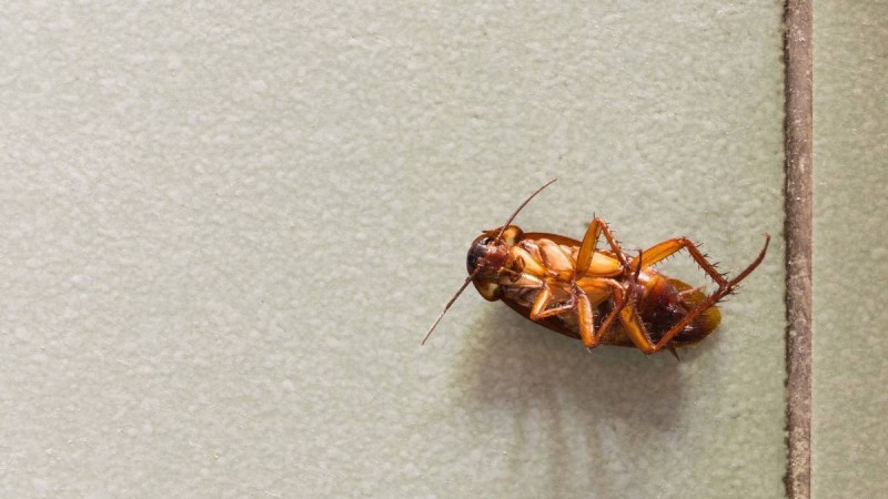 12 πράγματα που σίγουρα δεν γνωρίζατε για τις… κατσαρίδες