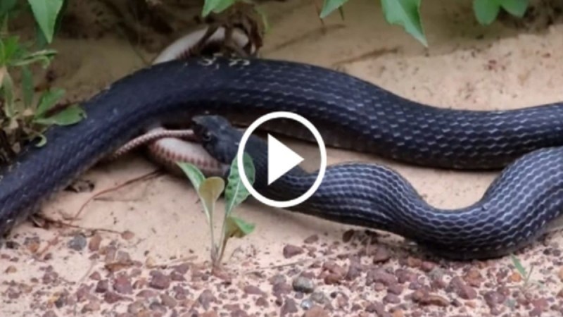 Πραγματικά σοκαριστικό: «Πάγωσε» το αίμα τους μόλις είδαν τι είχε αυτό το τεράστιο φίδι στο στόμα του