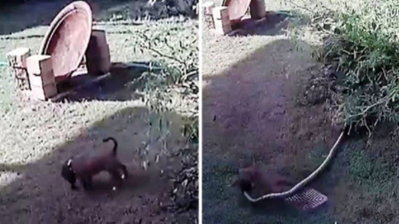 «Κόβει την ανάσα» βίντεο που δείχνει γυναίκα να παλεύει να σώσει το σκυλάκι της από δηλητηριώδες φίδι στον κήπο του σπιτιού!