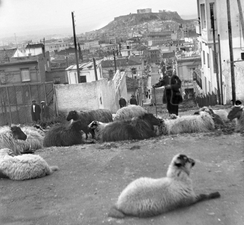 Εικόνες από το παρελθόν: Όταν η Αθήνα είχε γίδια και κατσίκια