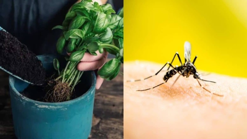 Κουνούπια «καπούτ»: Το φυτό που θα σας σώσει από το μεγαλύτερο βασανιστήριο του καλοκαιριού