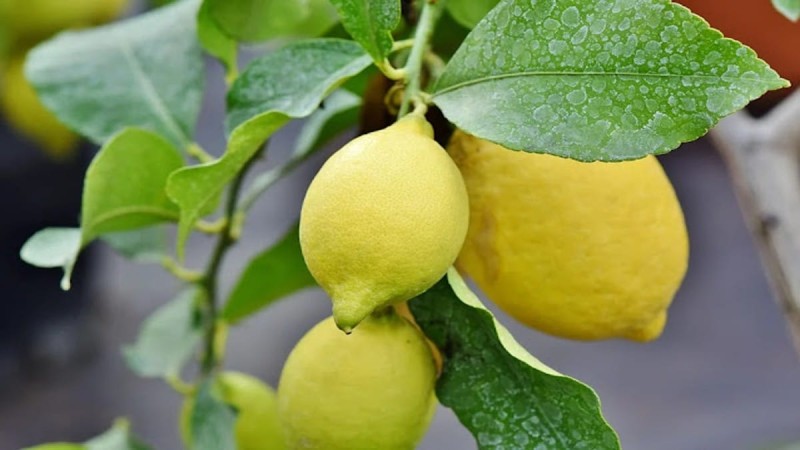 Λεμονιά: Τα μυστικά για να την καλλιεργήσετε στον κήπο και στο μπαλκόνι σας
