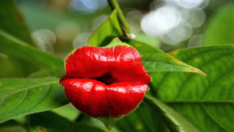 Τι ανακαλύψαμε πάλι: Σπάνιο φυτό με σαρκώδη χείλη για… φίλημα! 