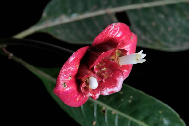 Τι ανακαλύψαμε πάλι: Σπάνιο φυτό με σαρκώδη χείλη για… φίλημα! 