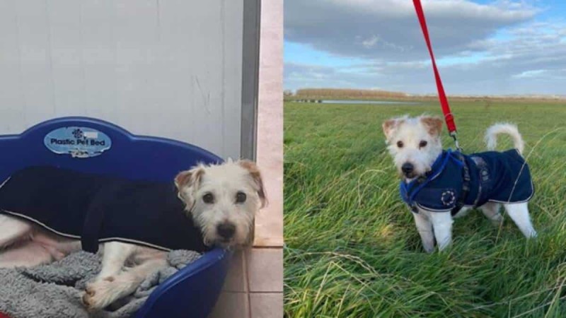 Αφού έφτασε κοντά στην ευθανασία και περίμενε 500 ημέρες σε ένα καταφύγιο, αυτός ο σκύλος ανακαλύπτει την έννοια της λέξης «ευτυχία»