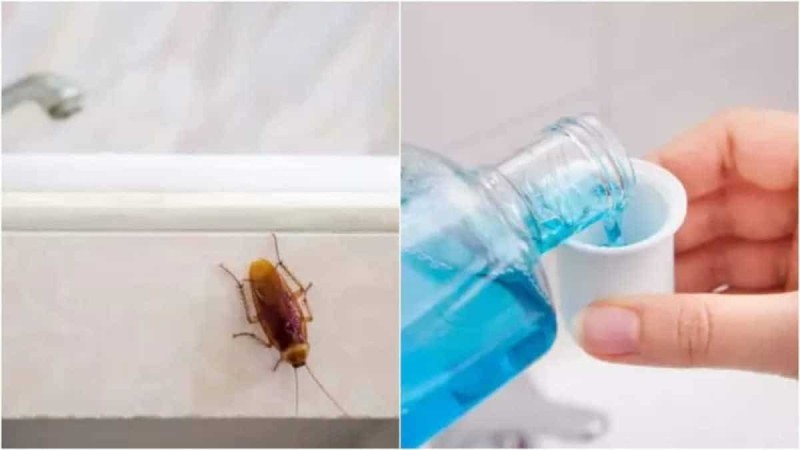 Δε χρησιμεύει μόνο στο μπάνιο πρωί-βράδυ: Αυτό είναι το υγρό που θα εξαφανίσει τις κατσαρίδες από όλο το σπίτι