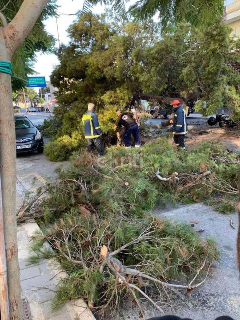 Τραγωδία στο Ηράκλειο: Τον πλάκωσε δέντρο και τον σκότωσε (φωτο)