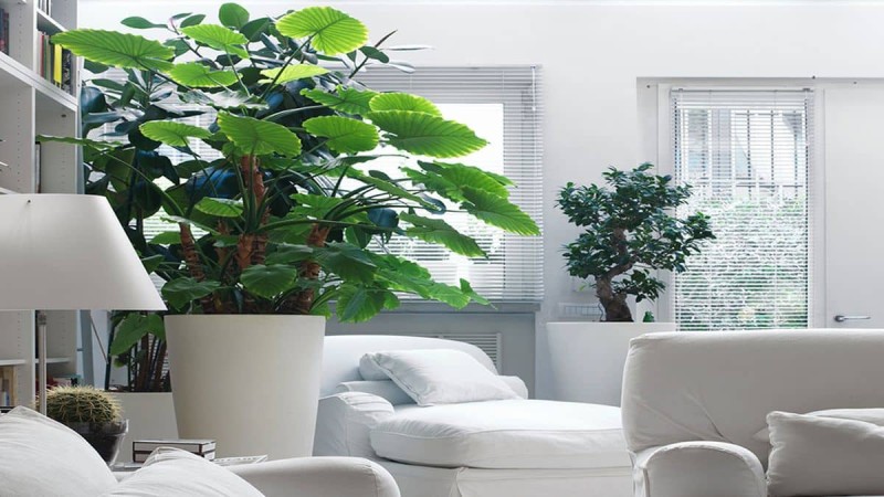 Μία ανάσα δροσιάς στον χώρο σας - Αυτά τα φυτά καθαρίζουν τον αέρα του σπιτιού 