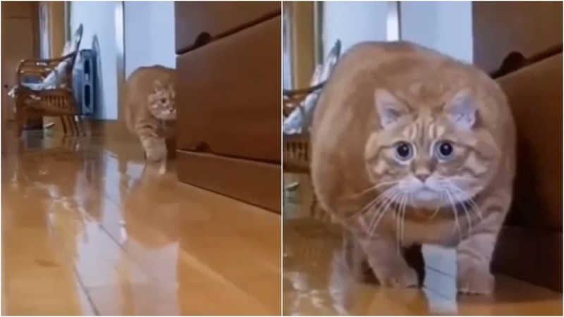 Γάτος ανακαλύπτει κρυφή κάμερα μέσα στο σπίτι και η αντίδρασή του είναι 