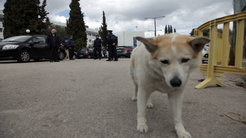 Σάλος για νέα κτηνωδία στον Αλμυρό: 56χρονος σκότωσε με φόλα αδέσποτο σκύλο - Πρόστιμο 30.000