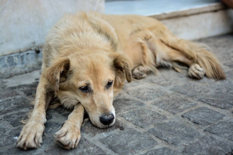 Σάλος για νέα κτηνωδία στον Αλμυρό: 56χρονος σκότωσε με φόλα αδέσποτο σκύλο - Πρόστιμο 30.000
