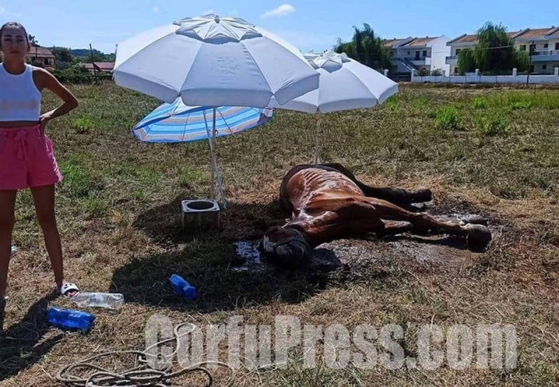 Νέο περιστατικό κακοποίησης ζώου στην Κέρκυρα: Άφησαν άλογο δεμένο, χωρίς τροφή και νερό – Σκληρές εικόνες