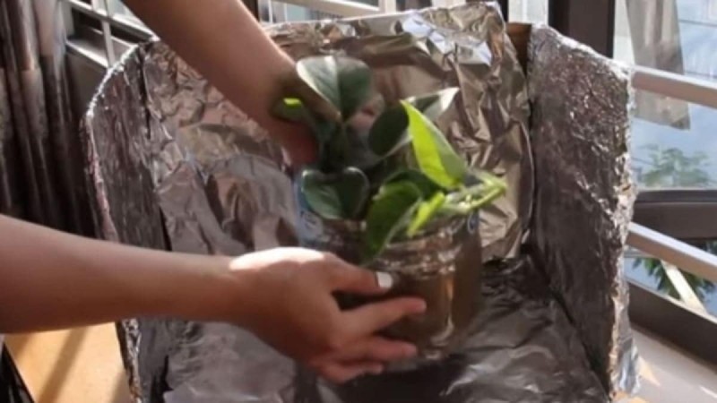 Μυθική εφεύρεση: Τυλίγει μια χάρτινη κούτα με αλουμινόχαρτο και βάζει μέσα αυτό το συγκεκριμένο φυτό