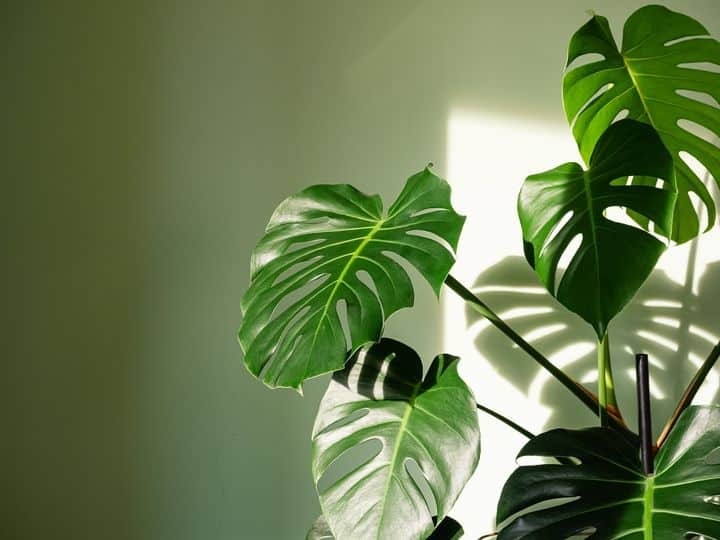 Μία ανάσα δροσιάς στον χώρο σας - Αυτά τα φυτά που καθαρίζουν τον αέρα του σπιτιού