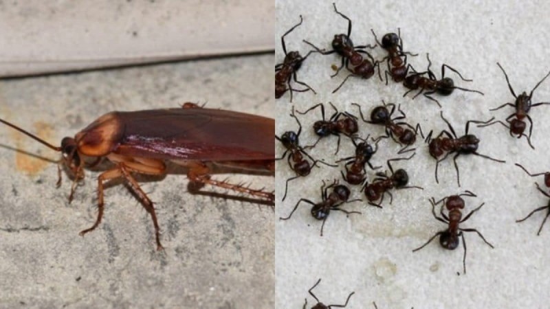 Μόνιμο STOP στα έντομα του σπιτιού: Το πάμφθηνο κόλπο για να εξαφανιστούν κατσαρίδες, κουνούπια και μυρμήγκια