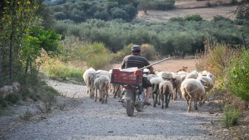 Φρίκη στην Κύπρο: Έμπαινε κρυφά στη μάντρα και κακοποιούσε σεξουαλικά τα πρόβατα