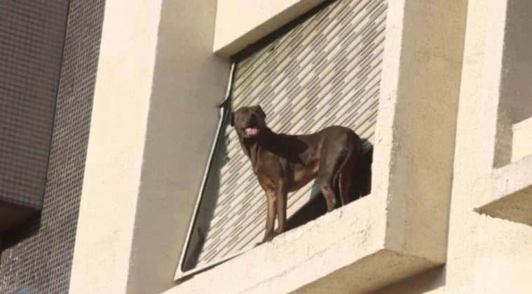 Η στιγμή που ντελιβεράς σώζει παγιδευμένο σκύλο σκαρφαλώνοντας από το παράθυρο