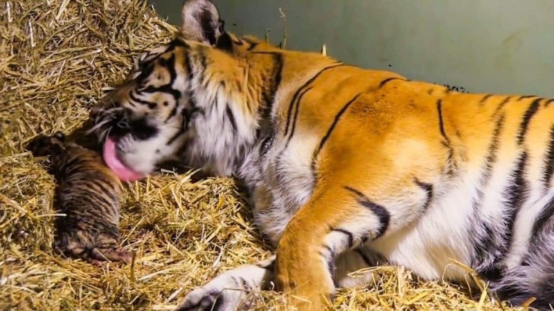Τίγρης γεννάει αλλά μόλις ο φροντιστής βλέπει κάτω από τα πόδια της τα χάνει (video)