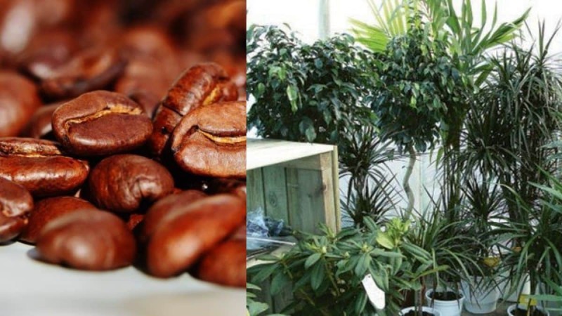 Ο απίστευτος λόγος που πρέπει να ρίξετε καφέ στα φυτά σας - Δεν σας πάει το μυαλό