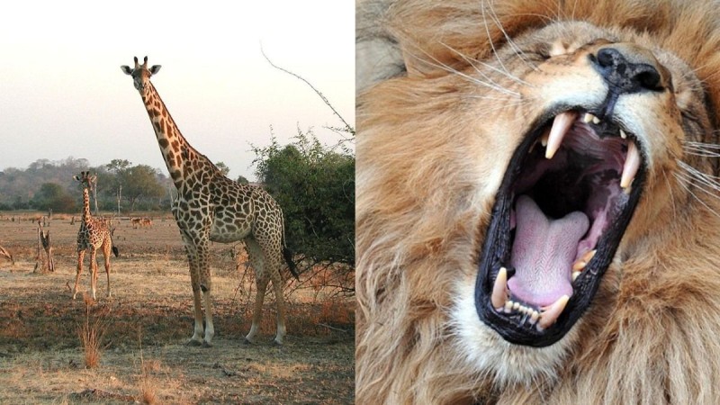 Θύελλα αντιδράσεων με την απόφαση Ζωολογικού Κήπου να κάνει ευθανασία σε καμηλοπάρδαλη ρίχνοντας την στα λιοντάρια