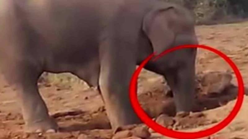 Αυτός ο ελέφαντας για 11 συνεχόμενες ώρες σκάβει μια τρύπα στο χώμα - Ο λόγος; Θα σας συγκινήσει!