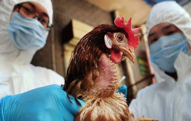 Στα σφαγεία ακόμα 300.000 πουλερικά: Ακμάζει η γρίπη των πτηνών στην Ευρώπη