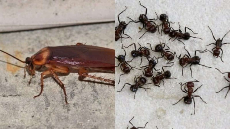 Εξαφανίστε μυρμήγκια και κατσαρίδες στο πι και φι με 2 φυσικά κόλπα που δεν γνωρίζατε