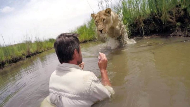 Άντρας σώζει μωρό λιοντάρι από βέβαιο θάνατο. 7 χρόνια μετά, αγνοεί τον κίνδυνο και το πλησιάζει σε απόσταση αναπνοής..
