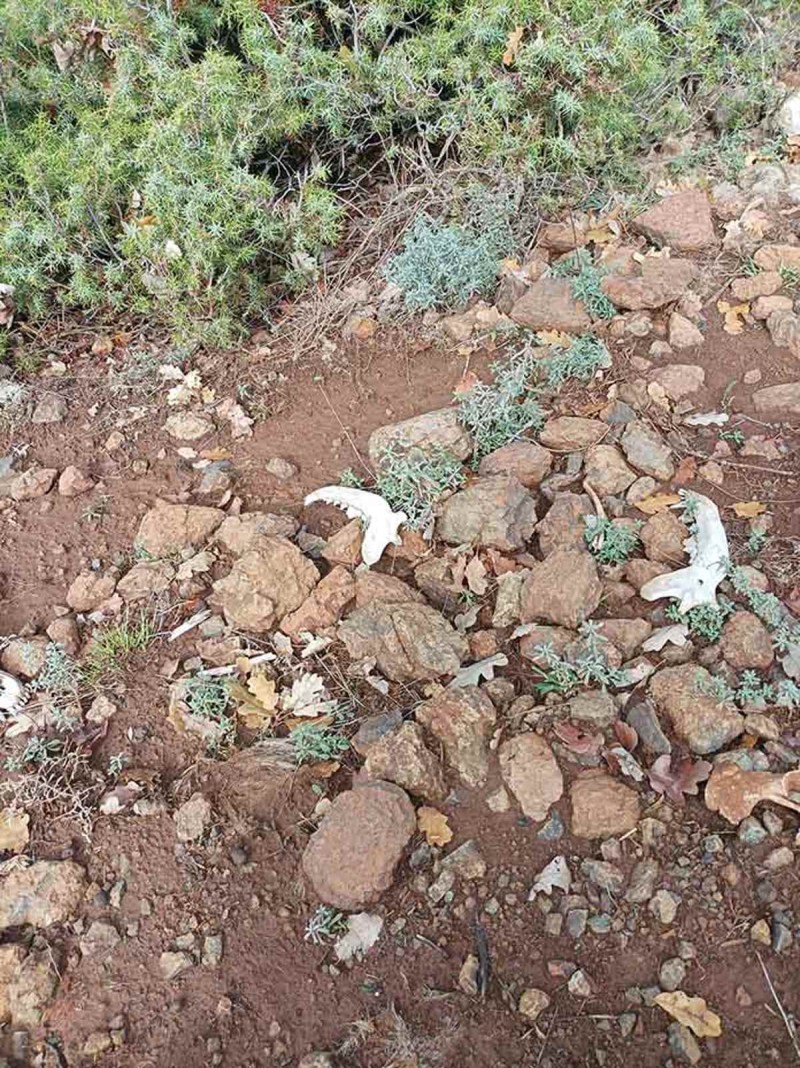 Αποτροπιασμός για νέα κτηνωδία στην Καστοριά: Σκύλοι βρέθηκαν νεκροί, εντοπίστηκαν κόκαλα και κρανία – Σκληρές εικόνες