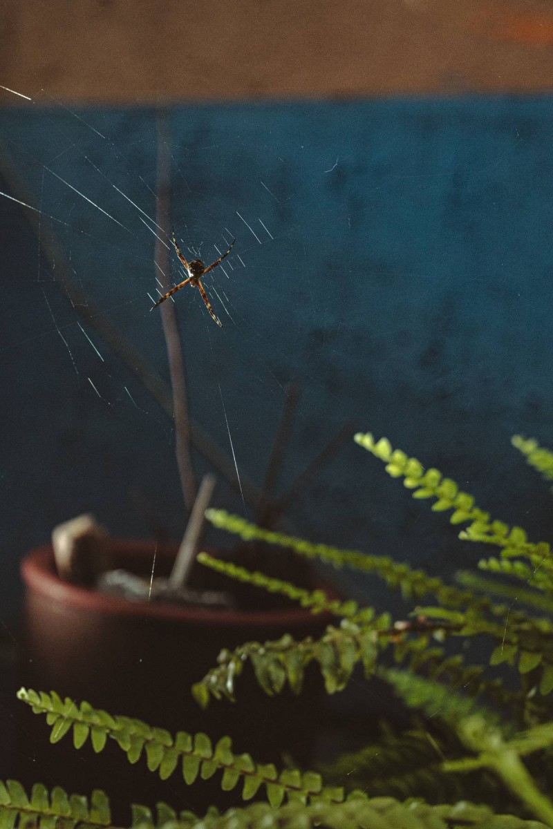 Σιχαίνεστε τις αράχνες; Έξυπνοι τρόποι για να τις ξεφορτωθείτε