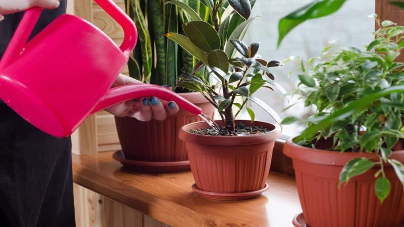 Σπιτικό ζιζανιοκτόνο για τα φυτά: Το υπέρτατο υλικό που θα τα προστατέψει από τους 'εχθρούς'