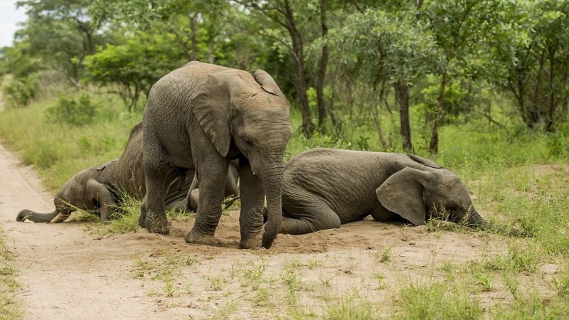 Απίστευτο κι όμως αληθινό: Μεθυσμένοι ελέφαντες παραπατούν στο δάσος (photo)