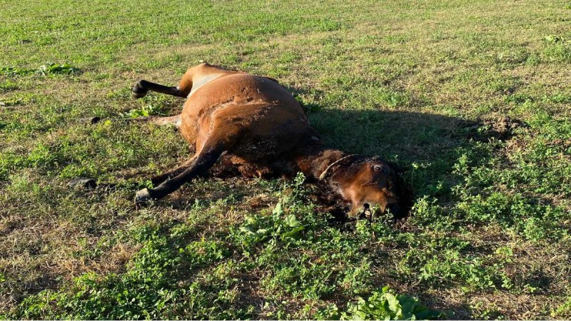 Απίστευτη κτηνωδία στο Αγρίνιο: Σκληρές εικόνες με νεκρά άλογα - Φέρουν τραύματα από όπλο