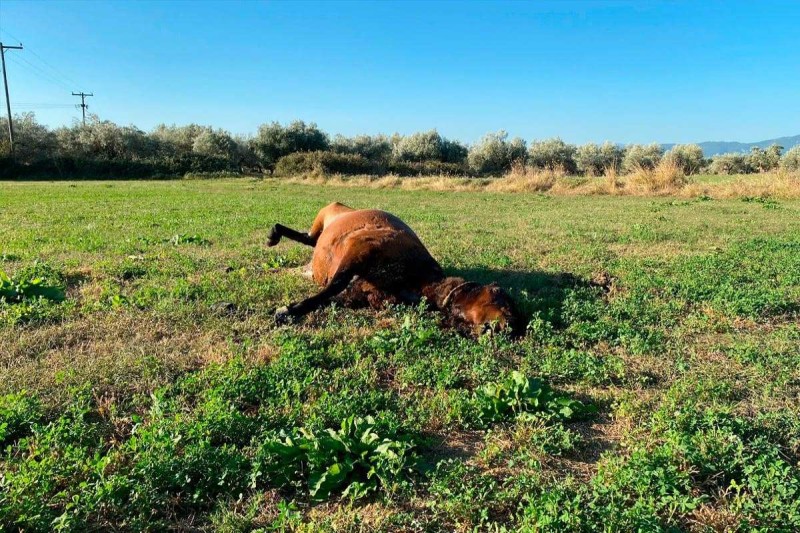 Απίστευτη κτηνωδία στο Αγρίνιο: Σκληρές εικόνες με νεκρά άλογα - Φέρουν τραύματα από όπλο