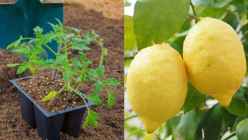 Λεμόνια στο σπίτι: Πώς να φυτέψετε μια λεμονιά στο μπαλκόνι σας και πώς θα την καλλιεργήσετε - Βήμα Βήμα