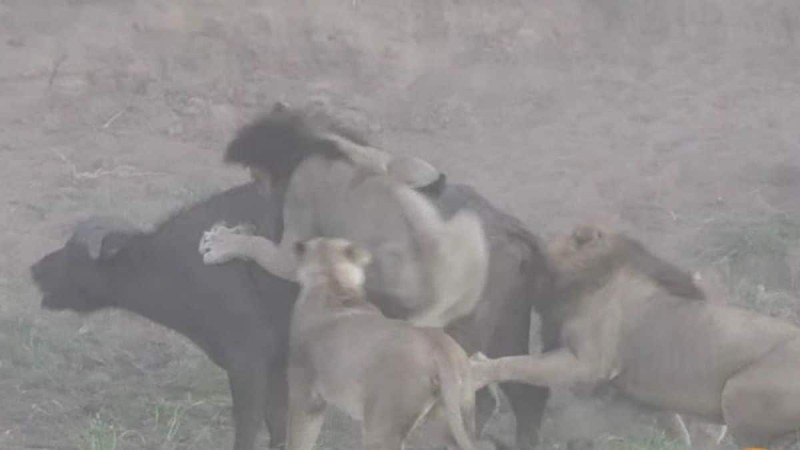 4 λιοντάρια ορμάνε σε ένα βουβάλι – Μη βιαστείτε να πείτε ποιος νίκησε