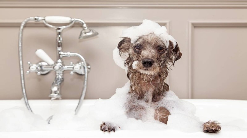 Tips για να κάνετε με το σωστό τρόπο μπάνιο το σκύλο σας