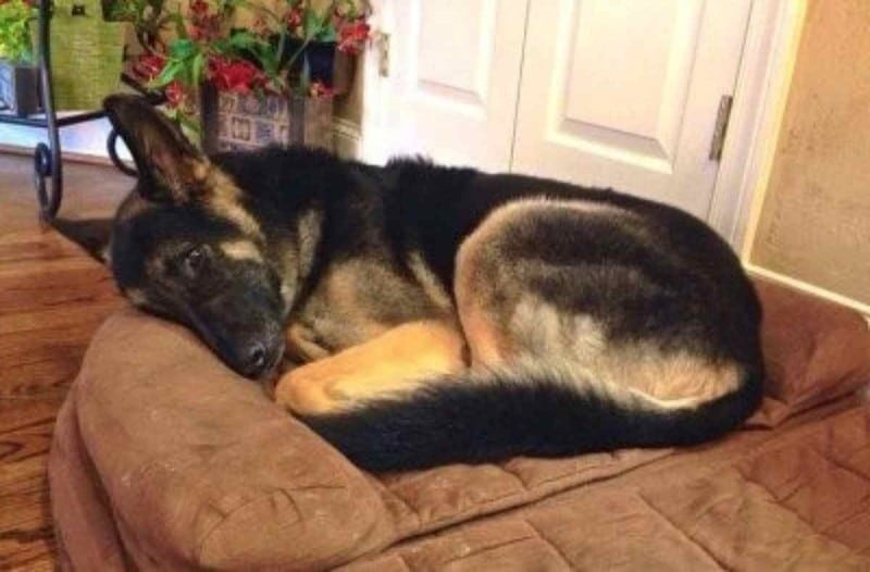 Αυτός ο σκύλος δεν κοιμόταν τα βράδια - Όταν έμαθαν οι ιδιοκτήτες το γιατί πάγωσαν (Photo)
