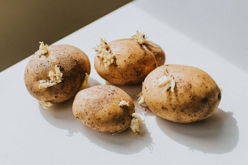Έβγαλαν φύτρες οι πατάτες: Πρέπει ή δεν πρέπει να τις καταναλώσεις;