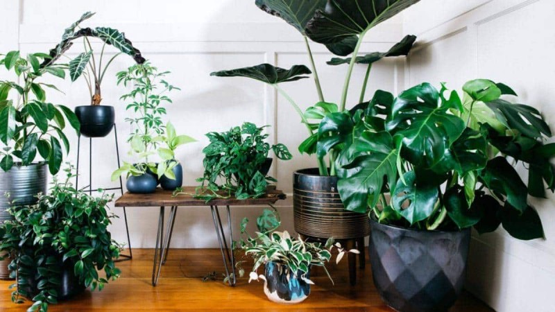 Τα 10 φυτά για καθαρή ατμόσφαιρα και για τη σωστή υγρασία στο σπίτι σας