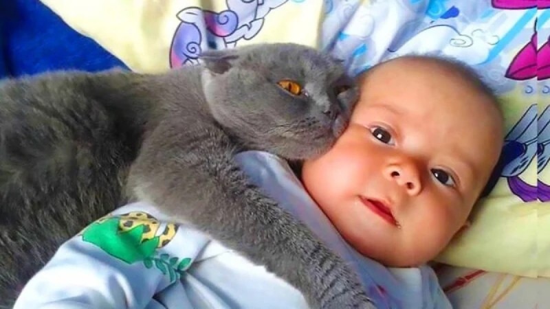 Γάτα δεν αφήνει μωρό να κοιμηθεί - Όταν οι γονείς ανακαλύπτουν τον λόγο καλούν την αστυνομία