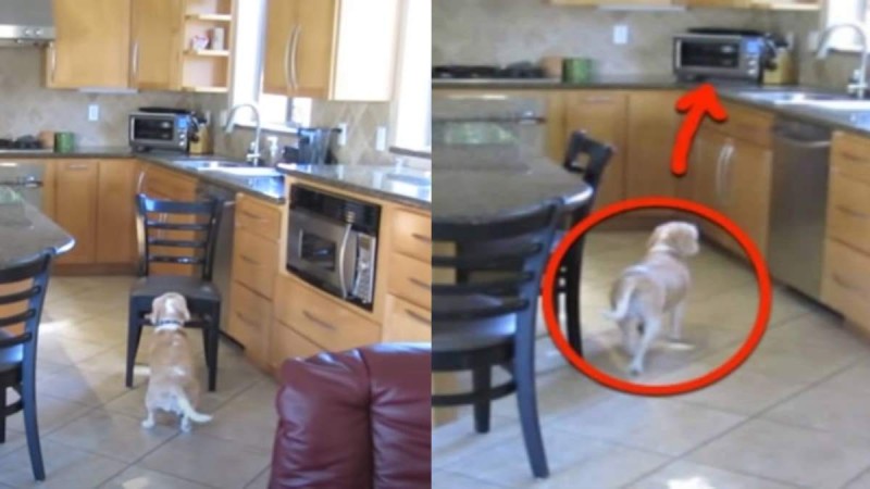 Δεν πίστευαν στα μάτια τους: Σκύλος κλέβει κρέας από τον φούρνο - Μόλις είδαν τι κατέγραψε η κρυφή κάμερα...