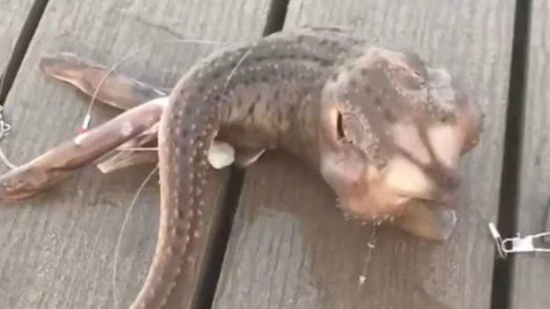 Ένας ψαράς έπιασε αυτό το πλάσμα και σοκαρίστηκε! Μόλις το δείτε, δε θα πιστεύετε την αντίδρασή του! (video)