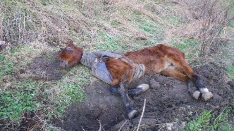 Αυτό το σκελετωμένο άλογο ήταν εγκαταλελειμένο...Η μεταμόρφωή του θα σας συγκινήσει!