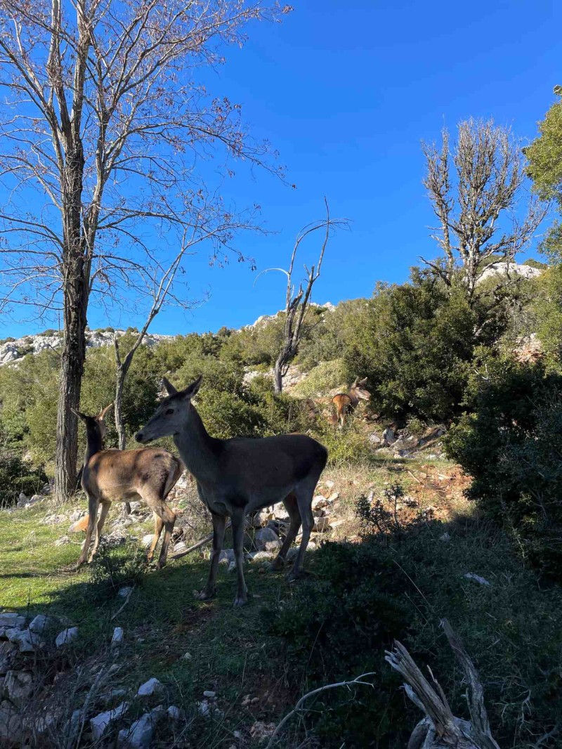 Ελάφια στην Πάρνηθα 