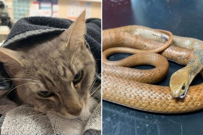 Γάτα σώζει μωρά από φίδι