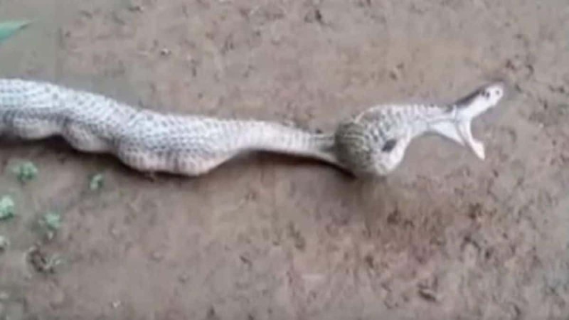 Άντρας είδε φίδι με 6 περίεργα εξογκώματα! Όταν πλησίασε είδε κάτι πιο τρομακτικό από ότι περίμενε!