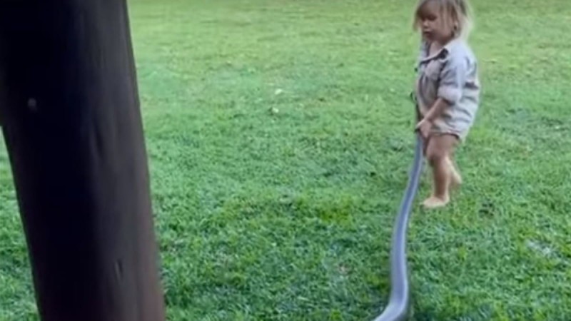 Σωστός Τσακ Νόρις ο 2χρονος μπόμπιρας: Παίζει με ένα πελώριο φίδι και ο κόσμος φρικάρει (Video)